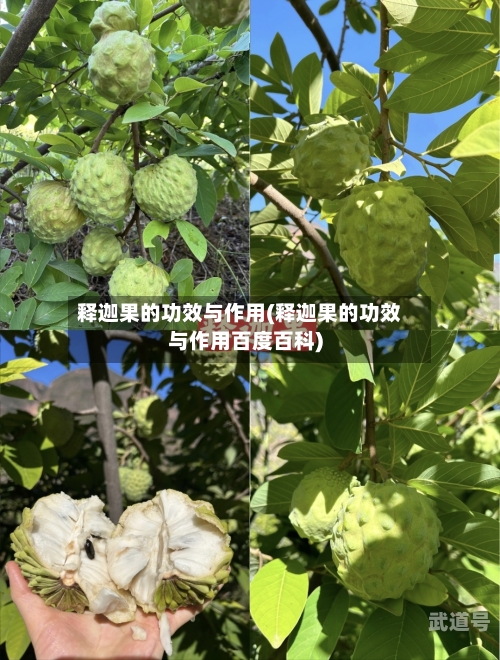 释迦果的功效与作用(释迦果的功效与作用百度百科)