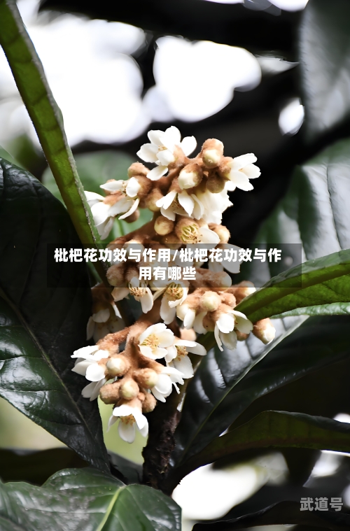 枇杷花功效与作用/枇杷花功效与作用有哪些