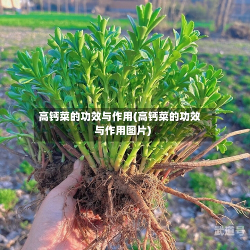 高钙菜的功效与作用(高钙菜的功效与作用图片)