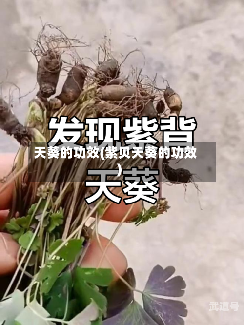 天葵的功效(紫贝天葵的功效)