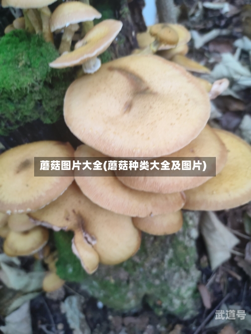 蘑菇图片大全(蘑菇种类大全及图片)