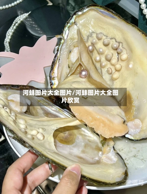 河蚌图片大全图片/河蚌图片大全图片欣赏