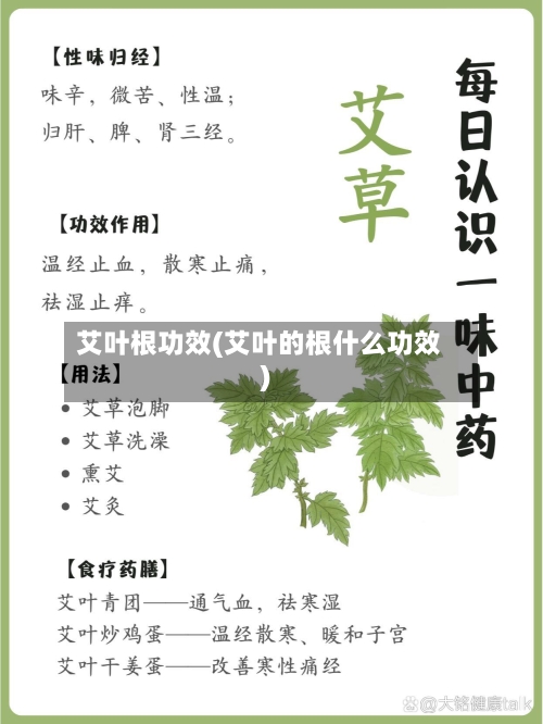 艾叶根功效(艾叶的根什么功效)