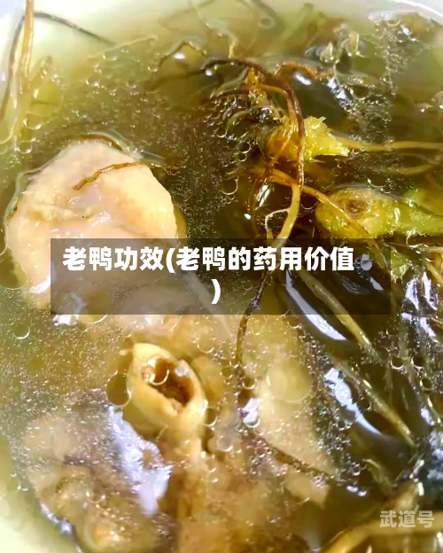 老鸭功效(老鸭的药用价值)