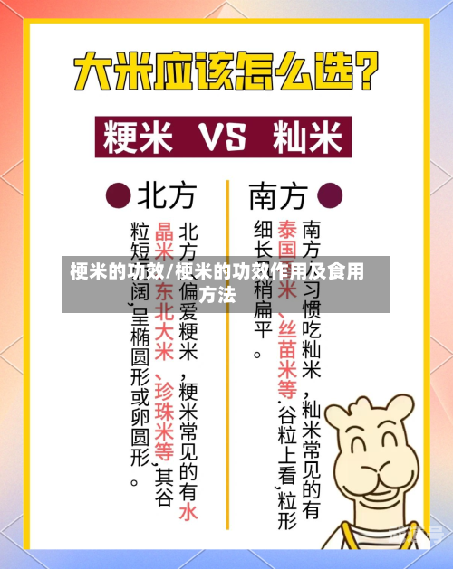 梗米的功效/梗米的功效作用及食用方法