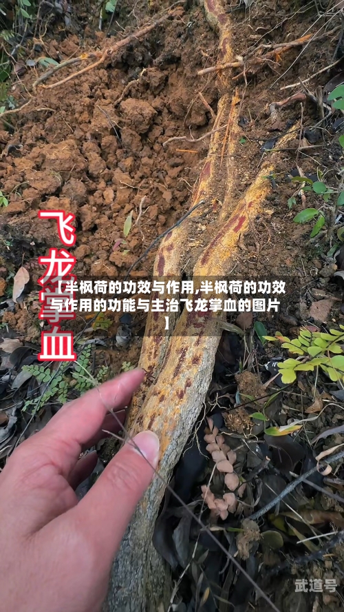 【半枫荷的功效与作用,半枫荷的功效与作用的功能与主治飞龙掌血的图片】
