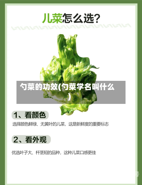勺菜的功效(勺菜学名叫什么)