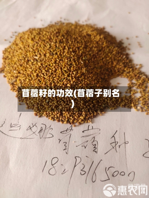 苜蓿籽的功效(苜蓿子别名)