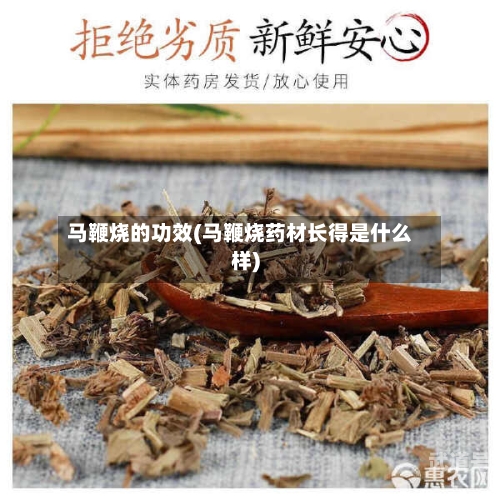 马鞭烧的功效(马鞭烧药材长得是什么样)