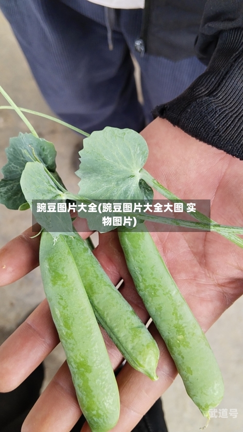 豌豆图片大全(豌豆图片大全大图 实物图片)