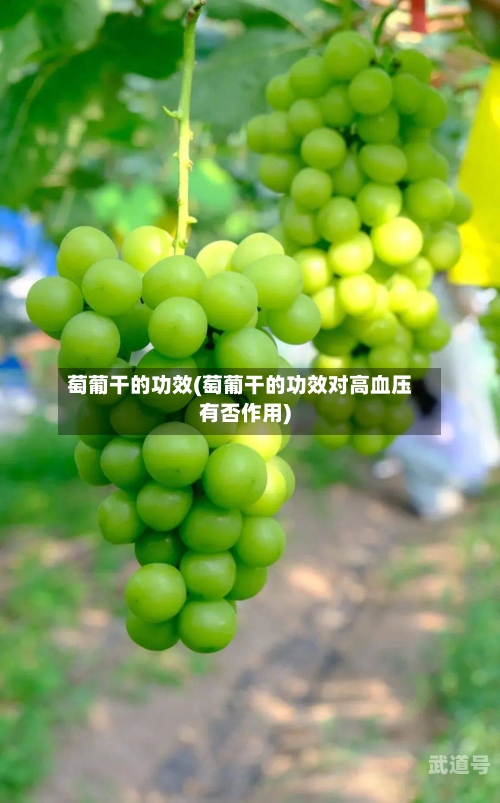 萄葡干的功效(萄葡干的功效对高血压有否作用)