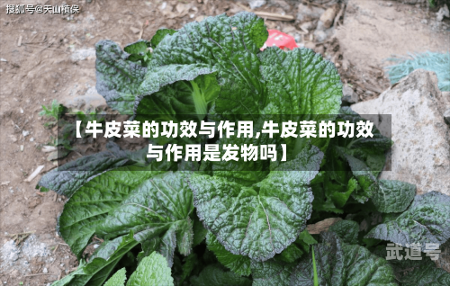 【牛皮菜的功效与作用,牛皮菜的功效与作用是发物吗】