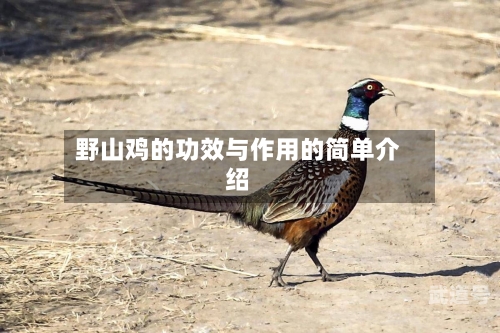 野山鸡的功效与作用的简单介绍