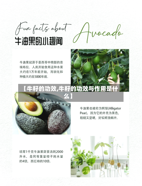 【牛籽的功效,牛籽的功效与作用是什么】