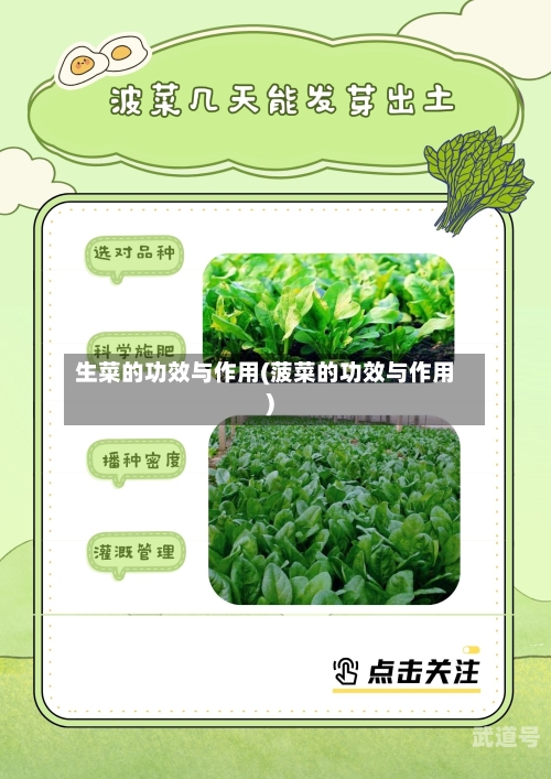 生菜的功效与作用(菠菜的功效与作用)