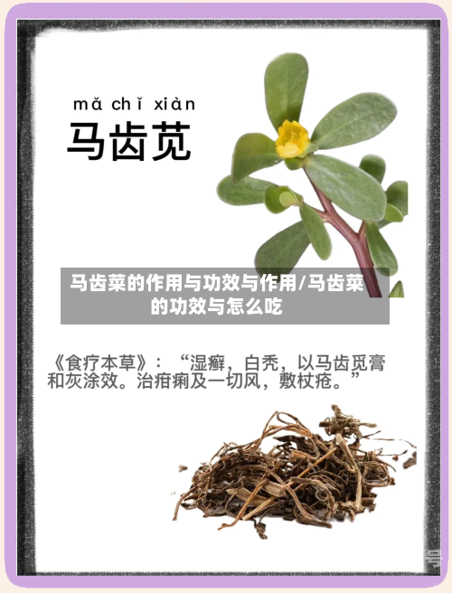 马齿菜的作用与功效与作用/马齿菜的功效与怎么吃