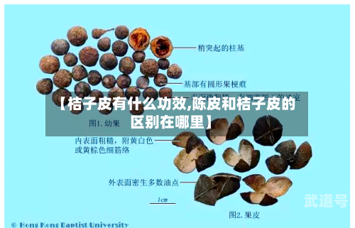 【桔子皮有什么功效,陈皮和桔子皮的区别在哪里】
