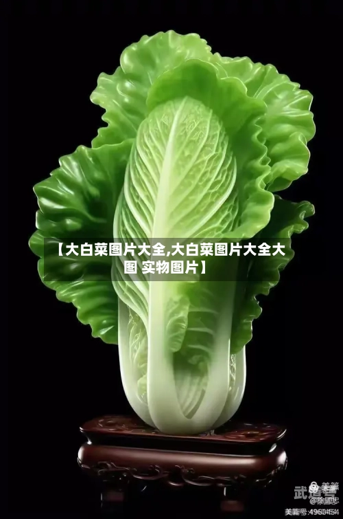 【大白菜图片大全,大白菜图片大全大图 实物图片】