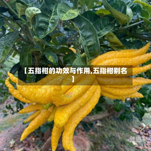 【五指柑的功效与作用,五指柑别名】