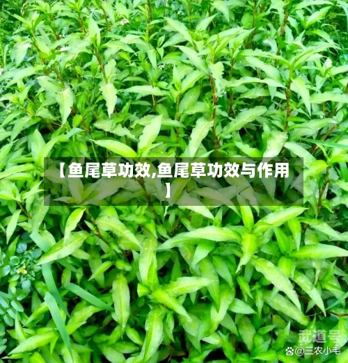 【鱼尾草功效,鱼尾草功效与作用】
