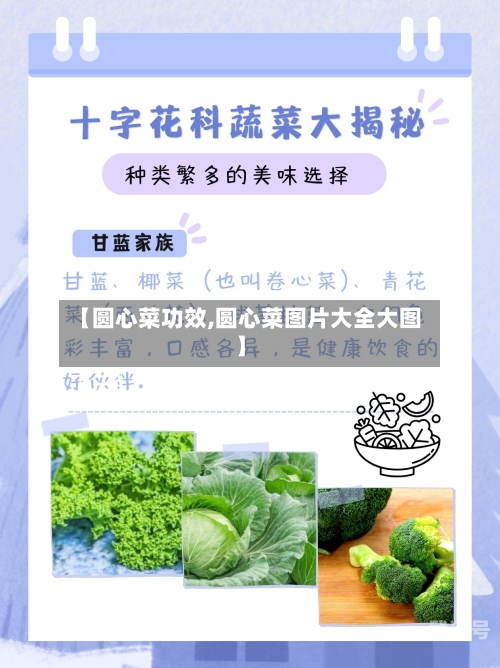 【圆心菜功效,圆心菜图片大全大图】