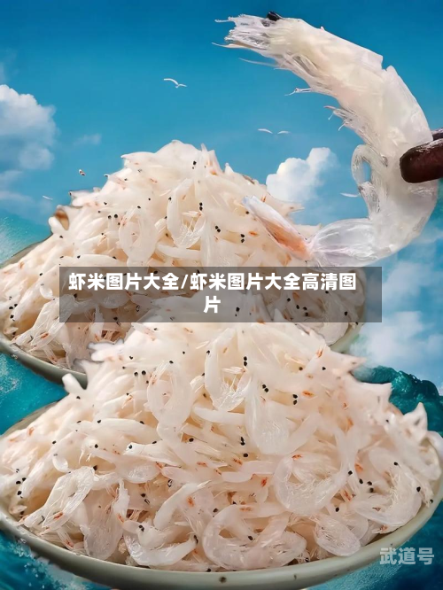 虾米图片大全/虾米图片大全高清图片