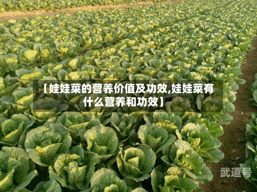 【娃娃菜的营养价值及功效,娃娃菜有什么营养和功效】
