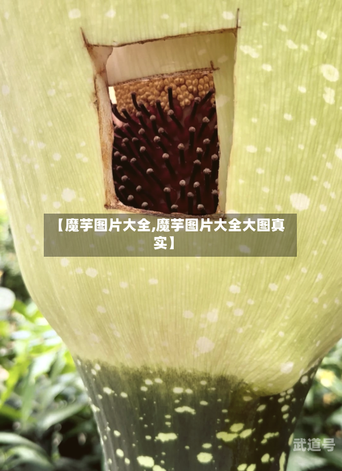 【魔芋图片大全,魔芋图片大全大图真实】