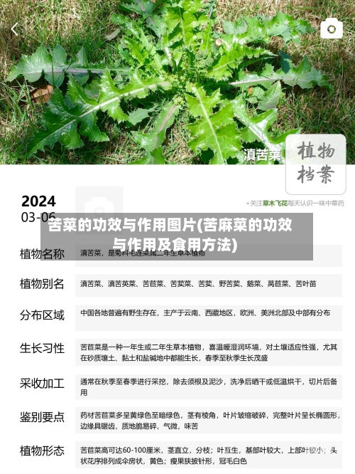 苦菜的功效与作用图片(苦麻菜的功效与作用及食用方法)
