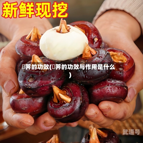 茡荠的功效(茡荠的功效与作用是什么)