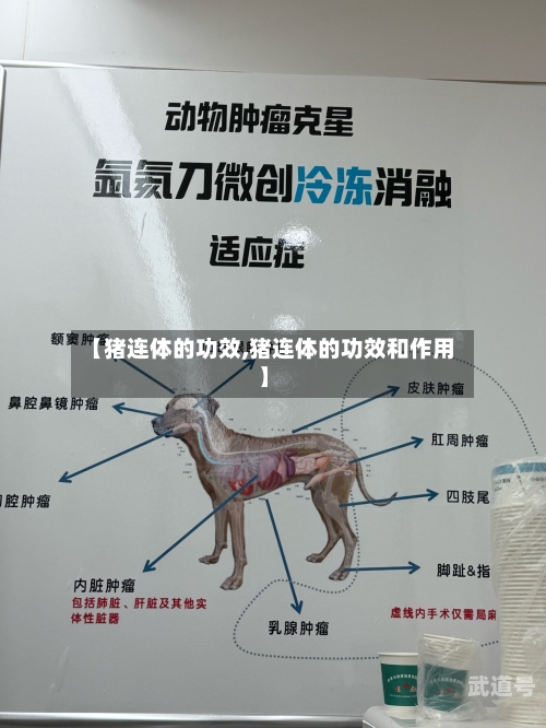 【猪连体的功效,猪连体的功效和作用】