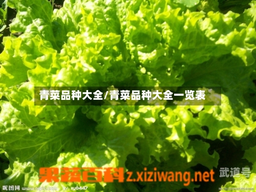 青菜品种大全/青菜品种大全一览表
