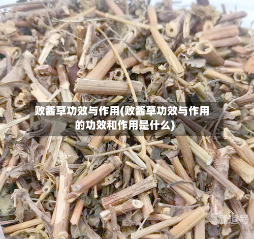 败酱草功效与作用(败酱草功效与作用的功效和作用是什么)