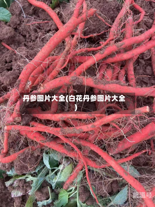 丹参图片大全(白花丹参图片大全)