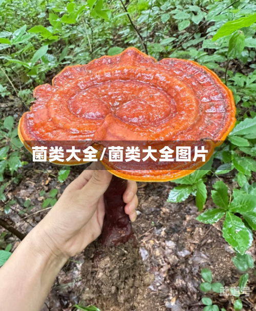 菌类大全/菌类大全图片