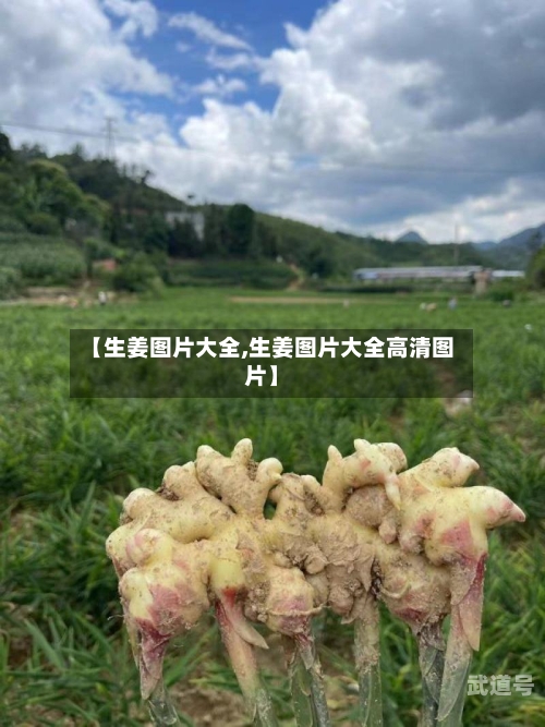 【生姜图片大全,生姜图片大全高清图片】