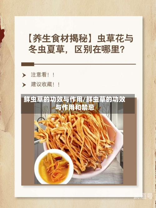鲜虫草的功效与作用/鲜虫草的功效与作用和禁忌