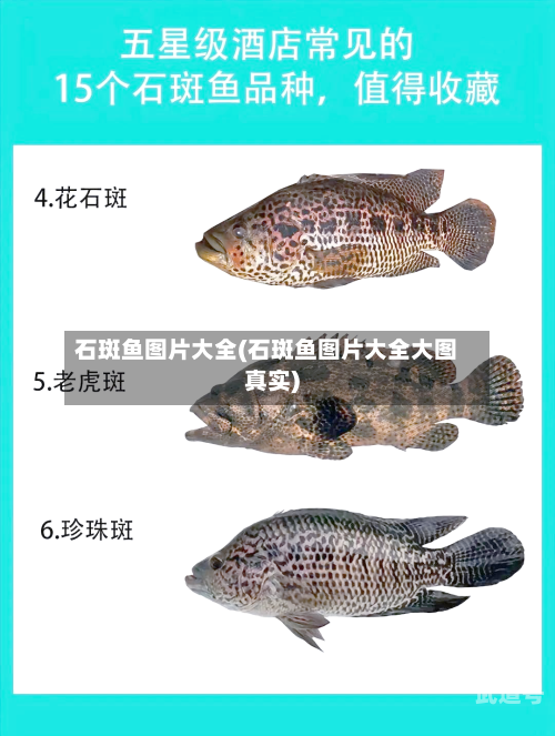 石斑鱼图片大全(石斑鱼图片大全大图真实)