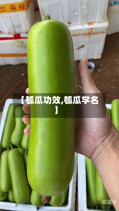 【瓠瓜功效,瓠瓜学名】