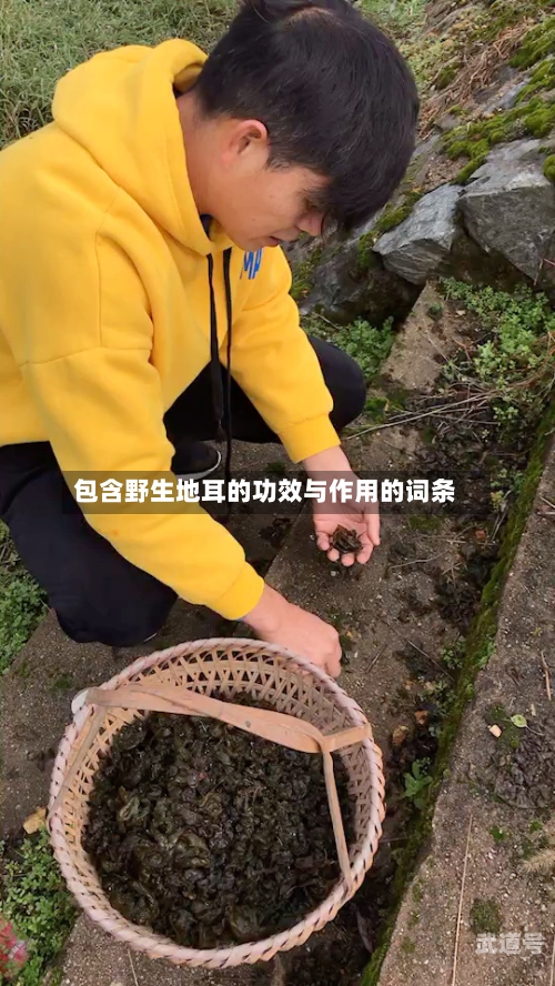 包含野生地耳的功效与作用的词条