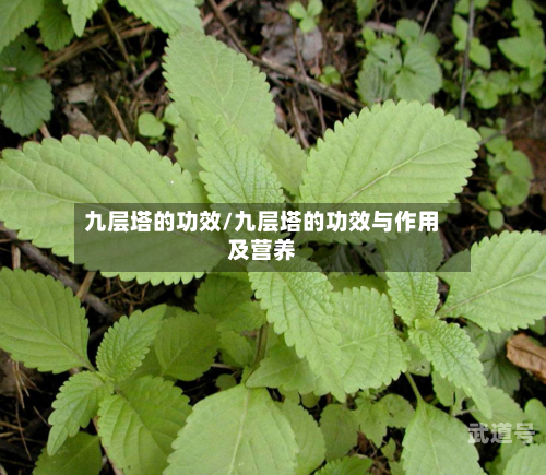 九层塔的功效/九层塔的功效与作用及营养