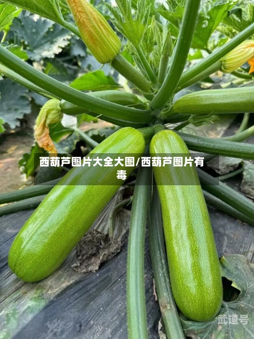 西葫芦图片大全大图/西葫芦图片有毒