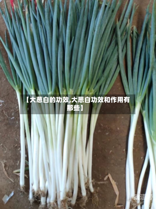 【大葱白的功效,大葱白功效和作用有那些】