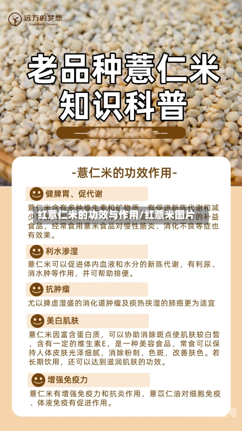 红薏仁米的功效与作用/红薏米图片