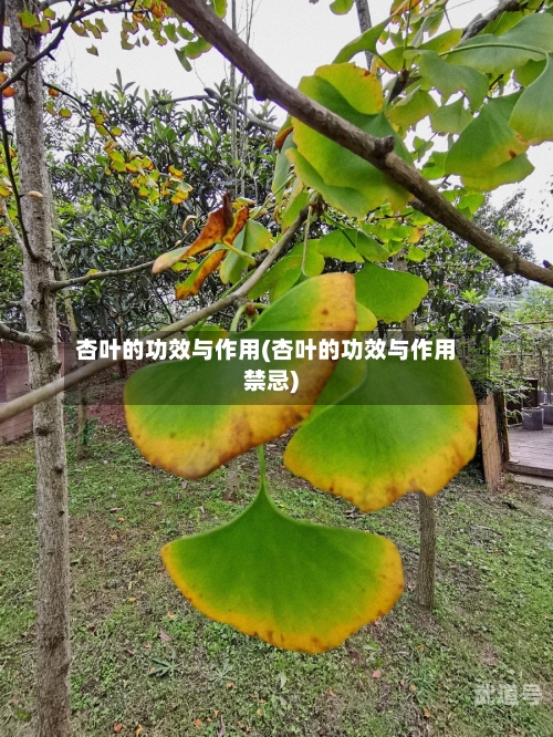 杏叶的功效与作用(杏叶的功效与作用禁忌)