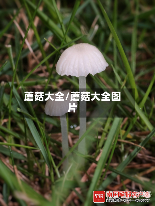 蘑菇大全/蘑菇大全图片