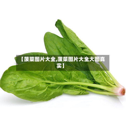 【菠菜图片大全,菠菜图片大全大图真实】