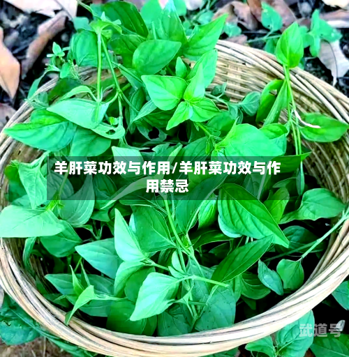 羊肝菜功效与作用/羊肝菜功效与作用禁忌