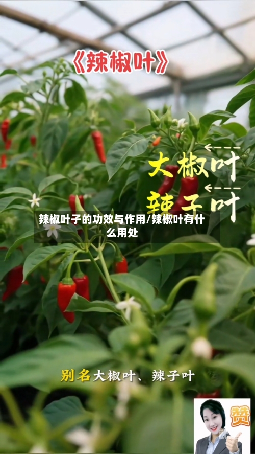辣椒叶子的功效与作用/辣椒叶有什么用处