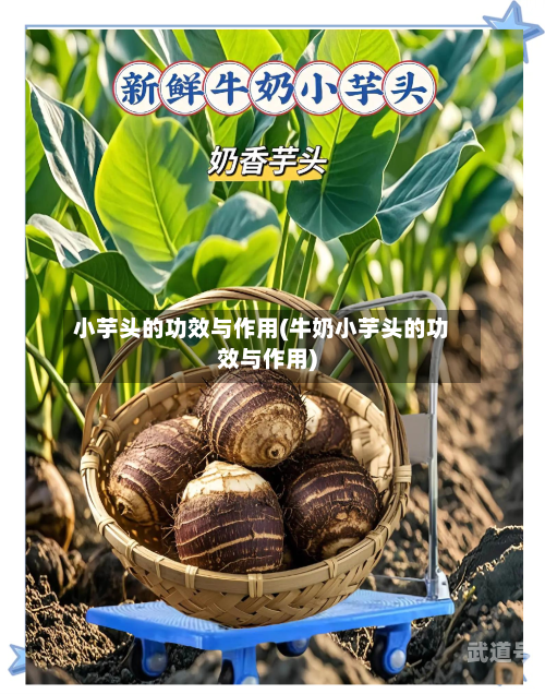 小芋头的功效与作用(牛奶小芋头的功效与作用)